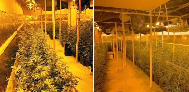 Schlag gegen Drogenhandel: Cannabis-Plantage hochgenommen - Dein Hilden